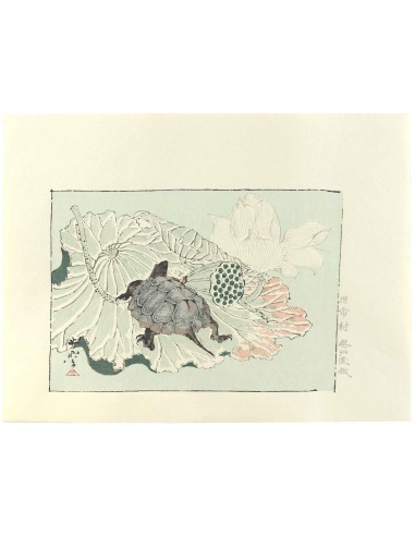 Estampe Japonaise de Kyosai | Tortue sur fleur de lotus Véritable concentré